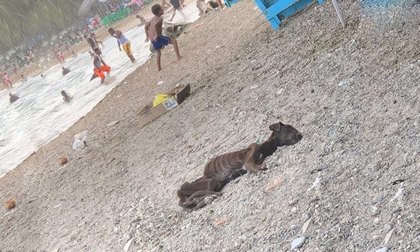 Rescue Abandoned Thin Dog, Lying Motionless On The Beach, No One to help