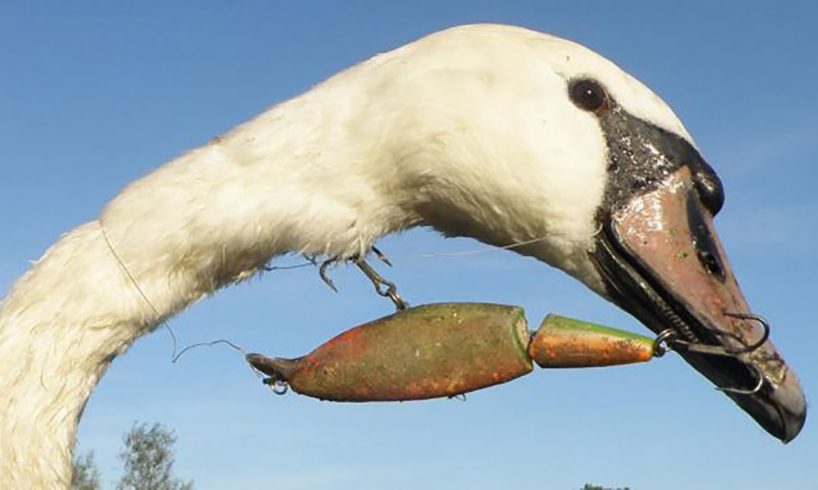 🦢 Rescue Birds Caught Net Around ❤️ Life Comedy