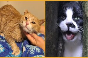 🐱 Rescue Cat Trapped Between Two Factory Walls ❤️ Life Comedy