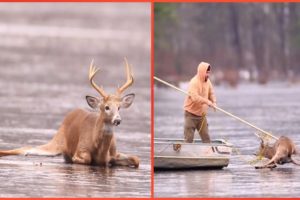 ☀️ Rescue Deer Got Stuck On Ice 🦌 Life Comedy