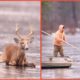 ☀️ Rescue Deer Got Stuck On Ice 🦌 Life Comedy