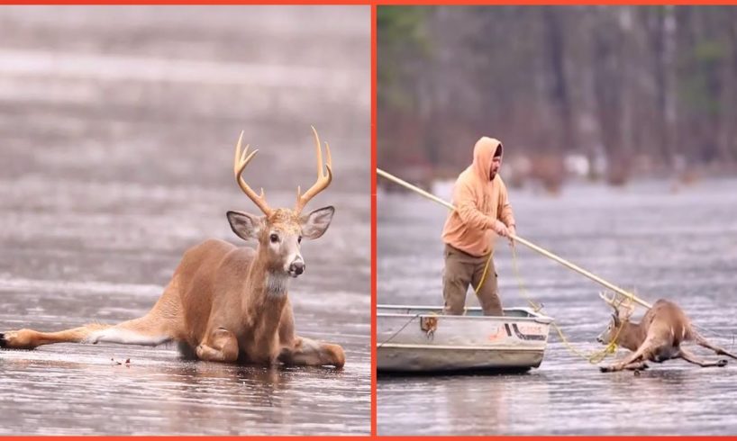 ☀️ Rescue Deer Got Stuck On Ice 🦌 Life Comedy
