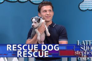 Rescue Dog Rescue With Tom Holland: Superhero Edition