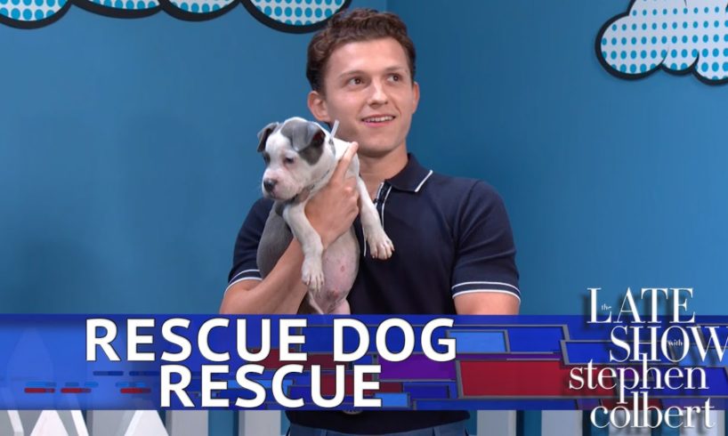 Rescue Dog Rescue With Tom Holland: Superhero Edition