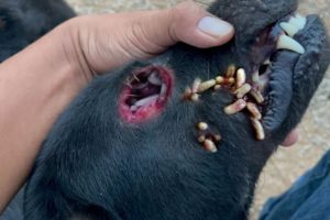 Rescue Lazy Dog Remove Mangoworms - Animal Rescue Videos
