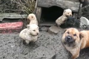 Rescue Mama Dog & 5 Puppies Trapped in Mud, Eat Ddirt to Try to Live Every Day in Despair