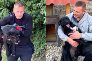 Rescue and transformation of abandoned dog with ticks tied up with a rope