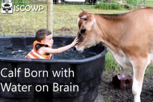 Rescued Calf Born with Water on Brain Lives 7 Awesome Years