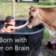 Rescued Calf Born with Water on Brain Lives 7 Awesome Years