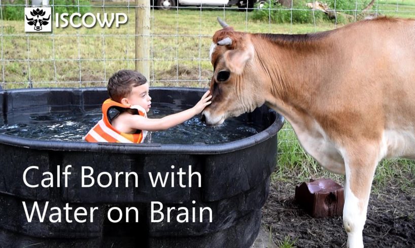 Rescued Calf Born with Water on Brain Lives 7 Awesome Years