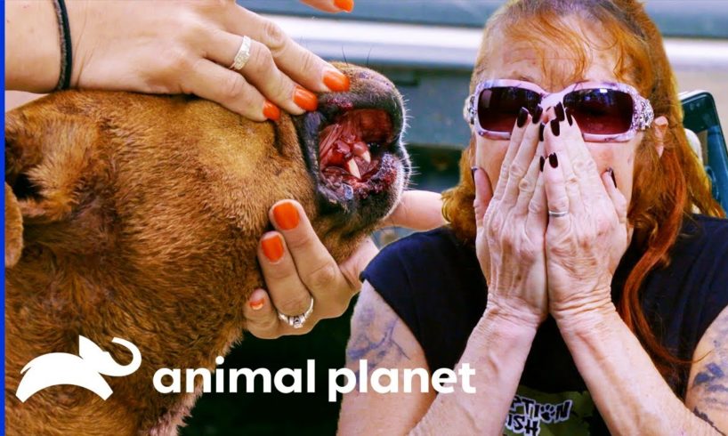 Rescued Fighting Dogs Need Urgent Medical Treatment | Pit Bulls & Parolees
