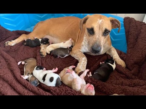 Rescued The Poor Mama Dog And 9 Newborn Puppies With No One To Take Care