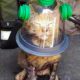 Resuscitate Kitten Saved From House Fire | Heartbreaking Animal Rescues