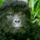 Robot spy gorilla infiltrates a wild gorilla troop 🕵️🦍 | Spy In The Wild - BBC