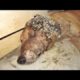 SHAME ! ! Poor Dog Rescued From Mangoworms 犬からワームを取り除  RESCATE ANIMALES 2021