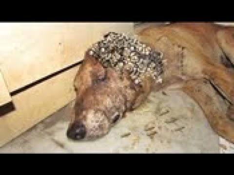 SHAME ! ! Poor Dog Rescued From Mangoworms 犬からワームを取り除  RESCATE ANIMALES 2021