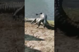 #SHORTS ANIMAL FIGHT CROC VS CROC REAL FIGHTS CAUGHT ON FILM