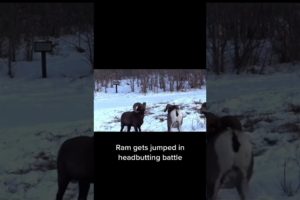 #SHORTS RAMS HEADBUTTING  IN THE WILD WILD ANIMAL FIGHTS