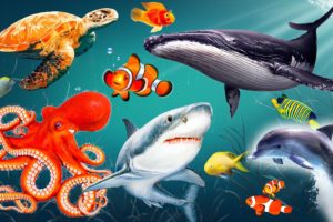 Sea animals - Dolphin, shark, whale, clownfish, octopus, crayfish, crab..
