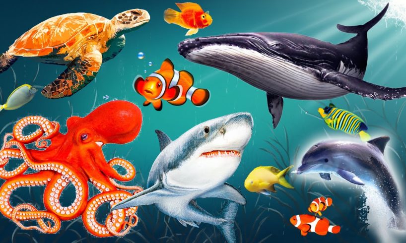 Sea animals - Dolphin, shark, whale, clownfish, octopus, crayfish, crab..