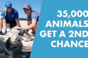 SeaWorld Rescues Over 35,000 Animals Giving Them A 2nd Chance At Life