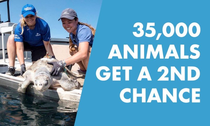 SeaWorld Rescues Over 35,000 Animals Giving Them A 2nd Chance At Life
