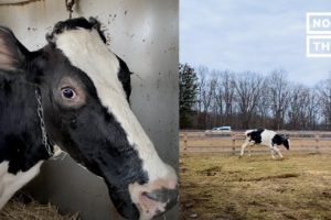 See Farm Animals’ Transformation After Living in Sanctuaries