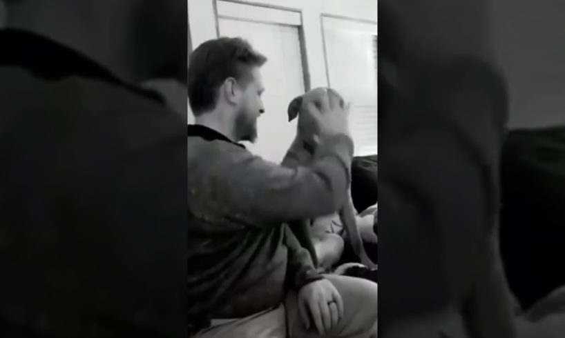 #Short Funny Dog Videos