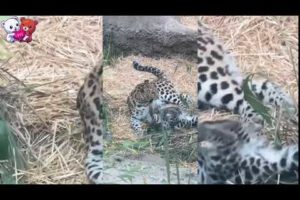 Small Cute Tiger Playing by Animals For Kids