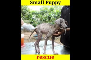 Small Puppy Rescue 🙏 ये कितने अच्छे लोग हैं ♥️ @DEV Ke Facts #shorts