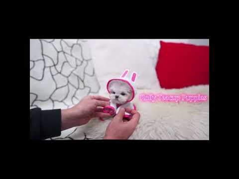 🐕 Smart Dog Video 2021 #short cutest puppies city,cutest puppies in the world # 780