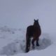 Stranded animals rescued after record snow in Spain