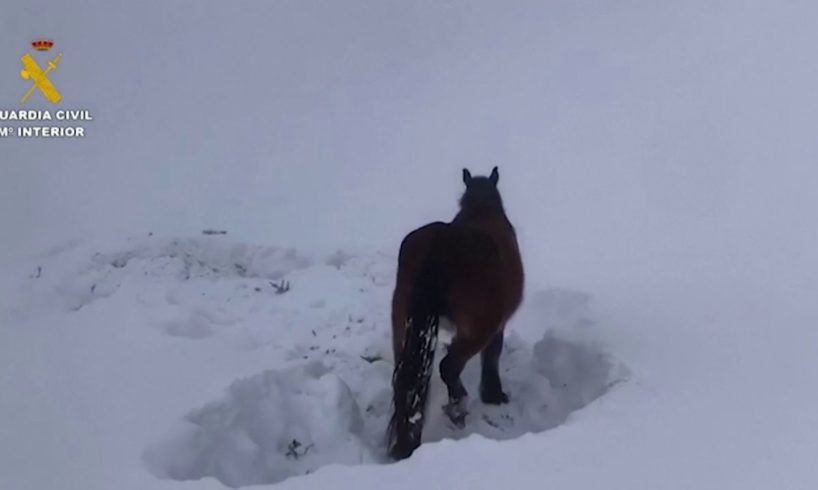 Stranded animals rescued after record snow in Spain