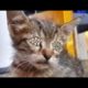 Stray Cat Rescued & Rehabilitated / Mangoworms & Parasites! RESCATE ANIMALES 2021 猫からワームを取り除く