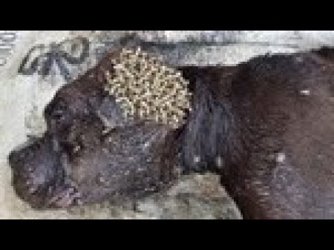 Stray Dog Rescued From Mangoworms 犬からワームを取り除  RESCATE ANIMALES 2021