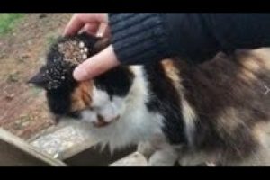 Stray Poor Cat Rescued From Mangoworms & Parasites! RESCATE ANIMALES 2021 猫からワームを取り除く