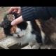 Stray Poor Cat Rescued From Mangoworms & Parasites! RESCATE ANIMALES 2021 猫からワームを取り除く