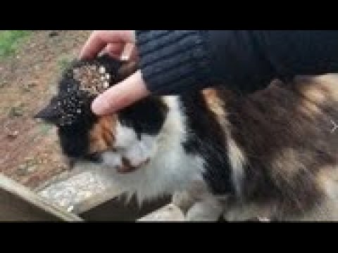 Stray Poor Cat Rescued From Mangoworms & Parasites! RESCATE ANIMALES 2021 猫からワームを取り除く