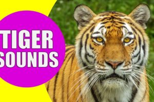 TIGER SOUNDS | Learn Animals with Kiddopedia #Shorts