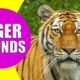 TIGER SOUNDS | Learn Animals with Kiddopedia #Shorts