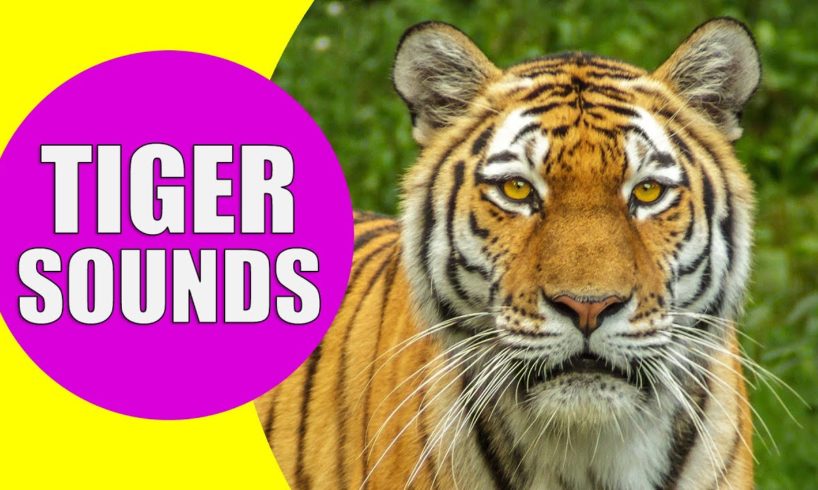 TIGER SOUNDS | Learn Animals with Kiddopedia #Shorts