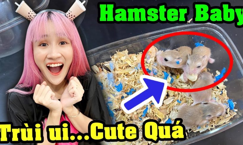 Thăm Các Bé Hamster Con Sau 1 Tuần Tuổi - Vê Vê Animal