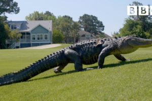 The Alligators taking over America's golf courses - BBC
