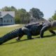 The Alligators taking over America's golf courses - BBC