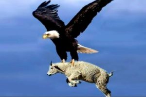 The Best Of Eagle Attacks 2021 - Most Amazing Moments Of Wild Animal Fights! Star Point