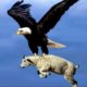 The Best Of Eagle Attacks 2021 - Most Amazing Moments Of Wild Animal Fights! Star Point