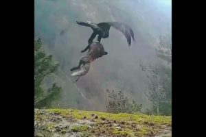 The Best Of Eagle Attacks !!Most Amaizing Moments Of Wild Animal Fights !!😱