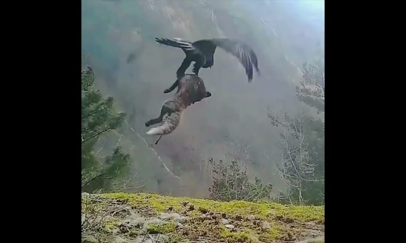 The Best Of Eagle Attacks !!Most Amaizing Moments Of Wild Animal Fights !!😱