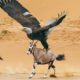 The Best Of Eagle Attacks  - Most Amazing Moments Of Wild Animal Fights!