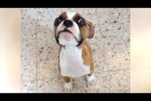 The CUTEST PUPPIES and other ANIMALS - SO CUTE & FUNNY!